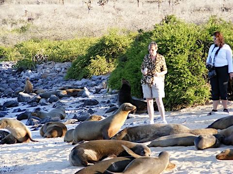 The sea lions lying at Gails feet are paying no attention to her