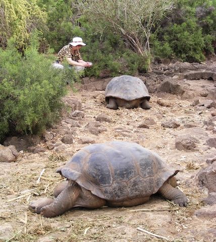 Gail is photographing one of the tortoises