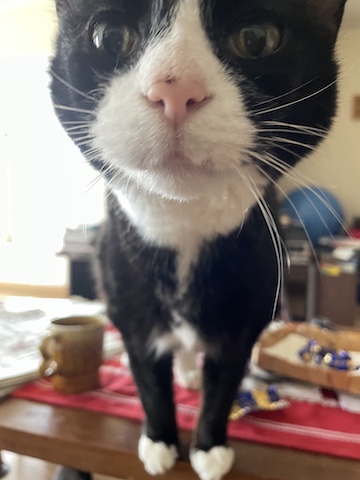 Maijas cat's nose is right up to the lens