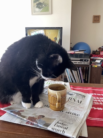 Maijas cat looks into a coffee cup