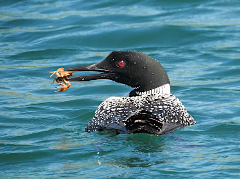 The loons tail is toward the camera. She is looking to theh left            side with a crayfishh in her beak