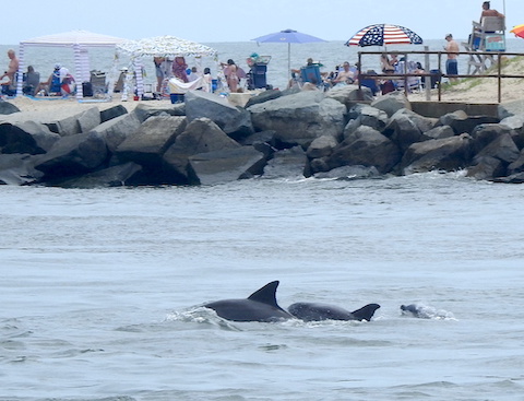 The backs of two dolphins and the nose of a third           with beach goers on the other bank of the inlet.