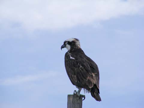 Unconcerned osprey looks to the left.