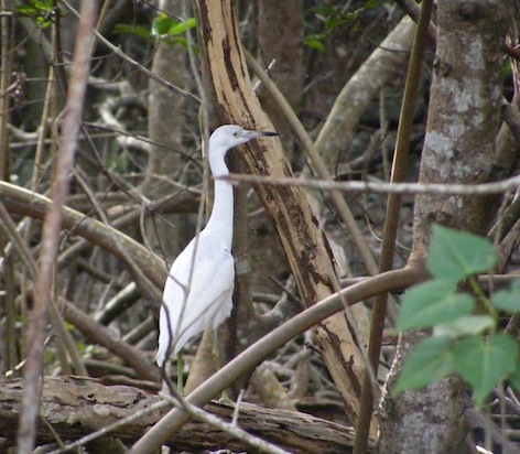 This bird had all white feathers, a blue bill with a dark tip and yellow legs. Its neck and body make a continuous line. It is standing among trees and shrubs, looking to the right.