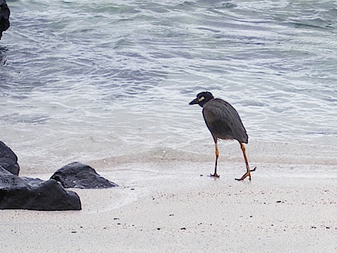 The heron is walk away from the camera. It is grey except for a white stripe behind its eye. 