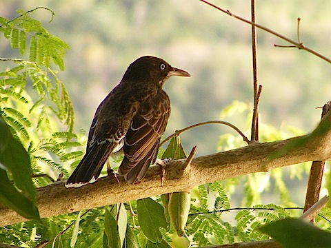 This bird has mostly brown feathers. There is a edge of white at the end of the tail and edging some of the back and wing feathers. It is a white eye. 