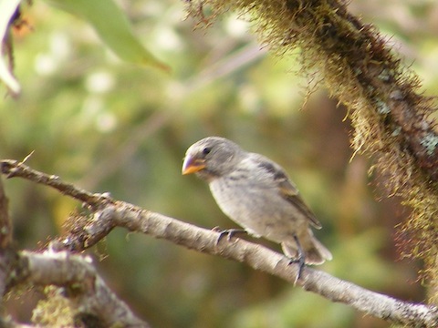 A Galapagos finch perched in a tree. This bird is relatively non-descript. It has a heavy bill, a light tan belly and head, and a brown wing with stripes.