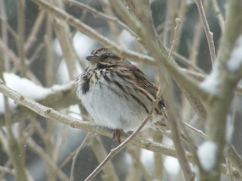 The bird has a white belly with a black patch on its chest. Its side has dark stripes.