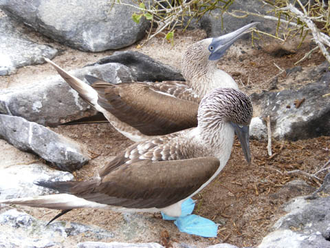 These two gull-sized birds are both facing to the right. One's bill is pointing to the ground and the other's is lifted up to the sky. Their heads and backs are brown and white, and their wings are all brown. The bright blue feet of one are visible.