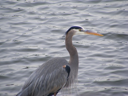 The mostly grey bird is silhouetted against the water. It has a black and brown shoulder patch. Its face is mostly white except for a black stripe that begins at the base of its bill, goes above its eye and ends in a crest at the back of the head.