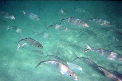 Rapidly swimming
school of bar jack fish