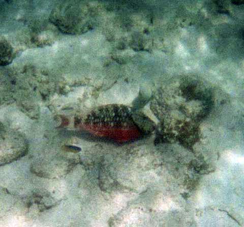 Parrotfish nibbling on 
algae