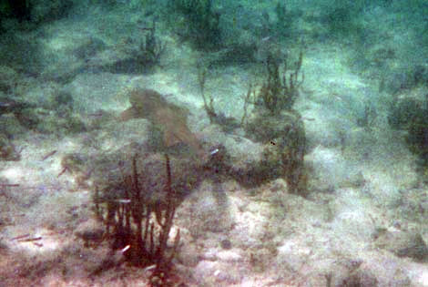 A shark swimming
away from the camera